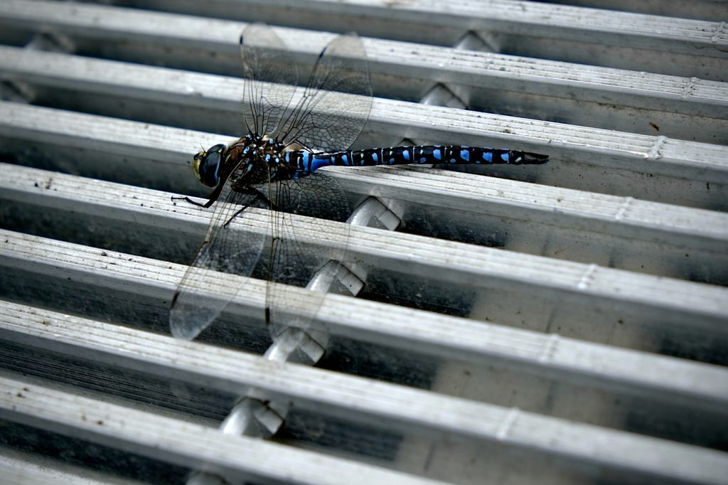 Dragonfly On A Grate - Richard Krieger